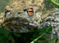 Your help needed to count frogs and toads in Somerset 