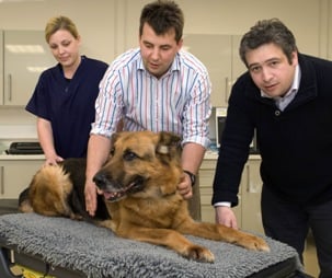 Local vet pioneers cancer treatment