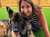 Pet lover on how German Shepherd Max nearly died of dog bloat