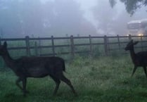 Be deer aware as the clocks go back