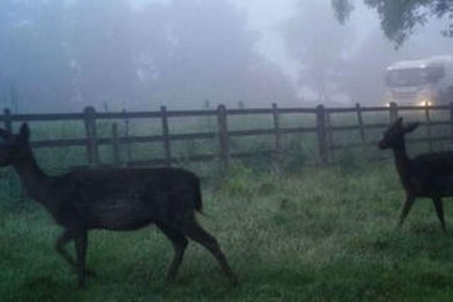 Be deer aware as the clocks go back