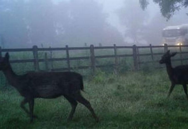 Be deer aware as the clocks go back