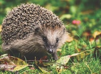 It's time to help the humble hedgehog
