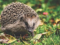 It's time to help the humble hedgehog