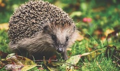 It's time to help the humble hedgehog
