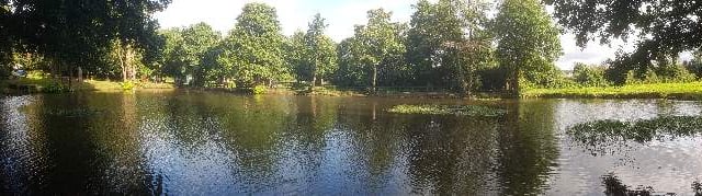More dead fish turn up in The Basins as algal bloom blamed 