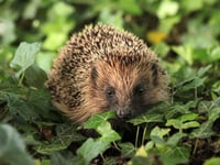 Concern about hedgehogs this winter