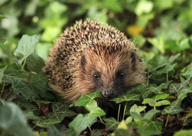 Concern about hedgehogs this winter
