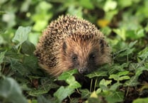Concern about hedgehogs this winter