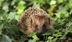 Concern about hedgehogs this winter