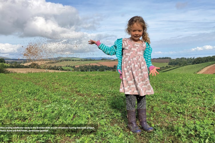 Olive spreading wildflower seeds