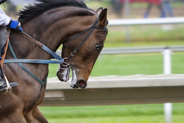OPINION: Using the whip in horse racing should be banned completely
