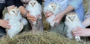Owl quads’ antics captured on ‘nest cam’