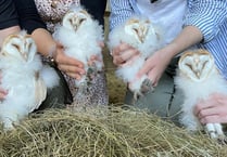 Owl quads’ antics captured on ‘nest cam’