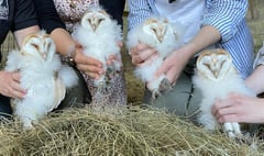 Owl quads’ antics captured on ‘nest cam’