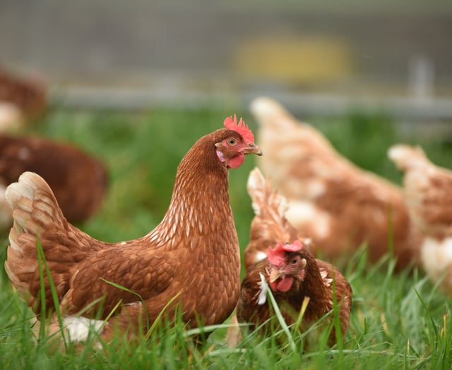 Bird flu restrictions imposed across Somerset West and Taunton 