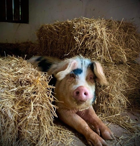 Boris the Wiveliscombe school pig. 