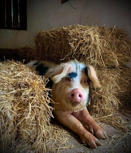 Boris the Wiveliscombe school pig. 