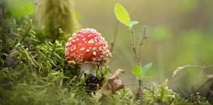 Can you help wildlife trust by going fungi spotting?