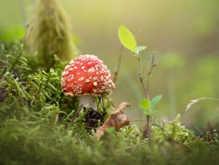 Can you help wildlife trust by going fungi spotting?
