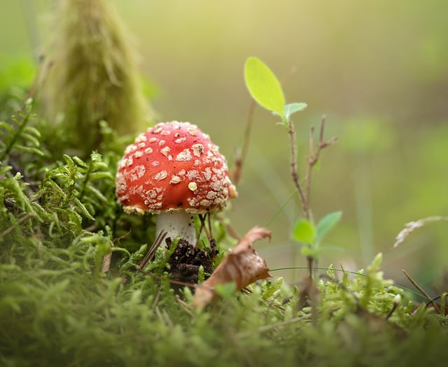 Can you help wildlife trust by going fungi spotting?