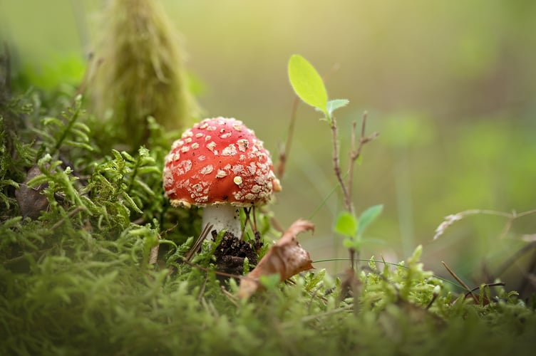 Fly Agaric