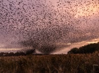 Winter wonderland as thousands of starlings put on an air display