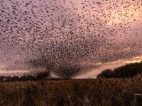 Winter wonderland as thousands of starlings put on an air display
