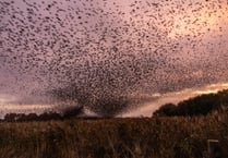 Winter wonderland as thousands of starlings put on an air display