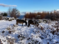 More snow forecast across West Somerset 