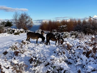 More snow forecast across West Somerset 