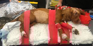 'Miracle' recovery for hit-and-run dog