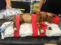 'Miracle' recovery for hit-and-run dog