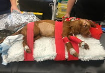 'Miracle' recovery for hit-and-run dog