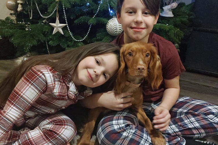 cocker spaniel dog Cave vets, Wellington vet, West Buckland vet
