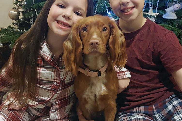 cocker spaniel, Cave vet, Wellington vet, West Buckland vet, dog