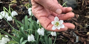 Where to see the snowdrops this half-term 