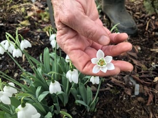 Where to see the snowdrops this half-term 