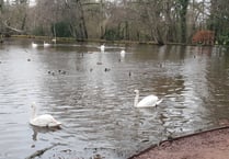 Young swan found mauled to death