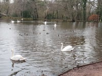 Dead fish in The Basins sparks Environment Agency investigation