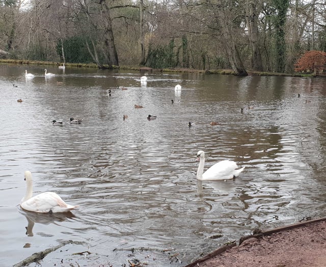 Dead fish in The Basins sparks Environment Agency investigation