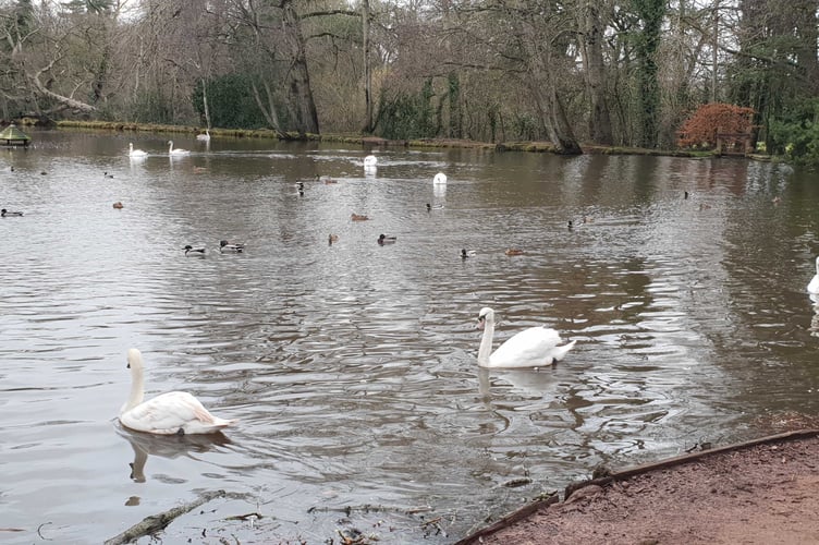 Wellington Basins ponds swans ducks wildlife nature volunteers WBVG