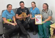 Somerset vet practice recognised for its care of cats