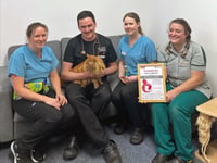 Somerset vet practice recognised for its care of cats