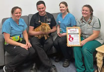 Somerset vet practice recognised for its care of cats