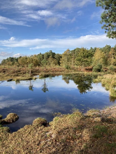 Junior First Prize-winning entry ‘Reflections on a Black Down pond’ by Louisa Vassallo, aged 10. Judges said: “An excellent picture that would have also done very well in the adult section. The sweeping arc of the pond bank provides a natural lead-in to the varied and interesting trees and their reflections, all capped off by an exciting summer sky.”
