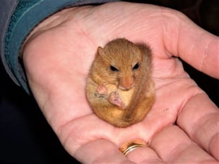 Motorway drainage work restarts after dormouse delay