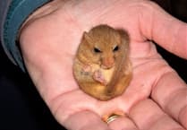 Work restarts on £6 million M5 drainage work delayed by dormouse, blackbirds, and jay