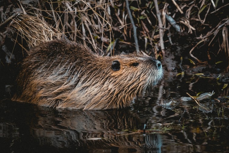 A beaver in the water