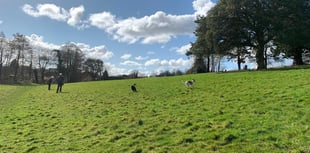 Help needed to plant meadow